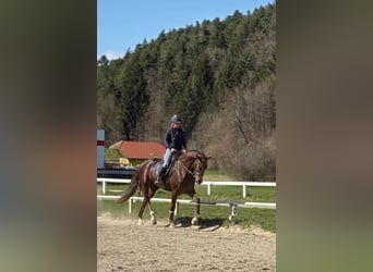 Hannoveraner, Stute, 5 Jahre, 170 cm, Dunkelfuchs