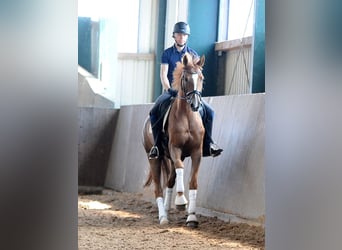 Hannoveraner, Stute, 5 Jahre, 170 cm, Fuchs