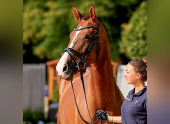 Hannoveraner, Stute, 5 Jahre, 170 cm, Fuchs