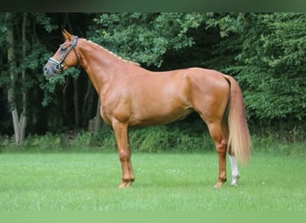 Hannoveraner, Stute, 5 Jahre, 170 cm, Fuchs
