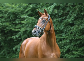 Hannoveraner, Stute, 5 Jahre, 170 cm, Fuchs