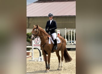 Hannoveraner, Stute, 5 Jahre, 170 cm, Fuchs