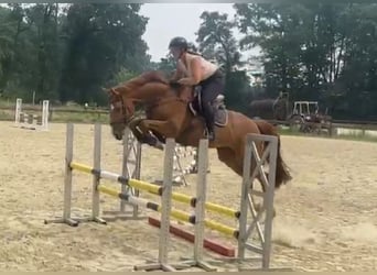 Hannoveraner, Stute, 5 Jahre, 170 cm, Fuchs