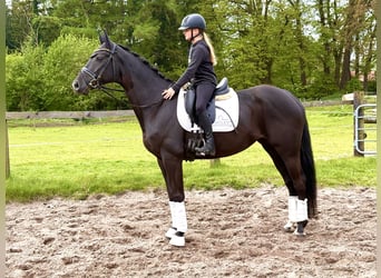 Hannoveraner, Stute, 5 Jahre, 170 cm, Rappe
