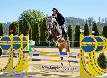 Hannoveraner, Stute, 5 Jahre, 170 cm, Schimmel