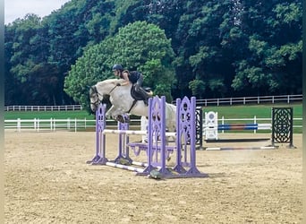 Hannoveraner, Stute, 5 Jahre, 170 cm, Schimmel