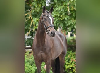Hannoveraner, Stute, 5 Jahre, 170 cm, Schwarzbrauner