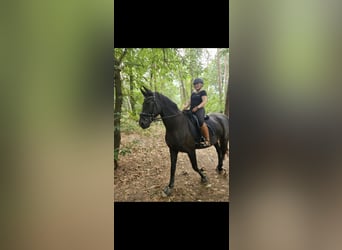 Hannoveraner, Stute, 5 Jahre, 170 cm, Schwarzbrauner