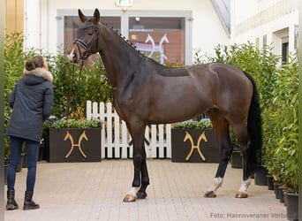 Hannoveraner, Stute, 5 Jahre, 171 cm, Brauner