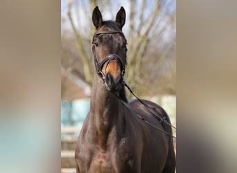 Hannoveraner, Stute, 5 Jahre, 171 cm, Brauner