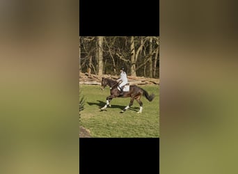 Hannoveraner, Stute, 5 Jahre, 171 cm, Brauner