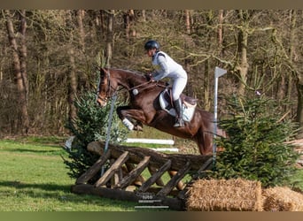 Hannoveraner, Stute, 5 Jahre, 171 cm, Brauner