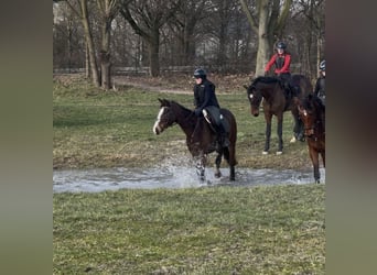 Hannoveraner, Stute, 5 Jahre, 171 cm, Brauner