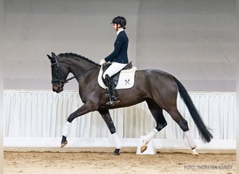 Hannoveraner, Stute, 5 Jahre, 171 cm, Dunkelbrauner