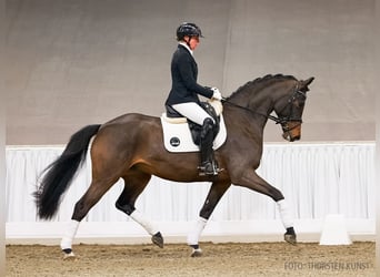 Hannoveraner, Stute, 5 Jahre, 171 cm, Dunkelbrauner