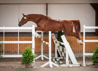 Hannoveraner, Stute, 5 Jahre, 171 cm, Fuchs