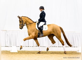 Hannoveraner, Stute, 5 Jahre, 171 cm, Fuchs