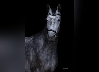 Hannoveraner, Stute, 5 Jahre, 171 cm, Schimmel
