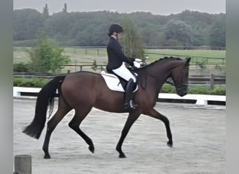 Hannoveraner, Stute, 5 Jahre, 172 cm, Brauner