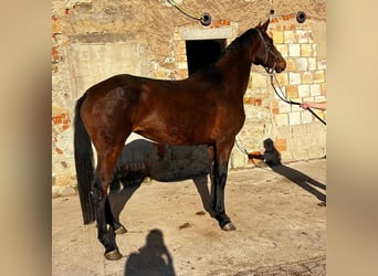 Hannoveraner, Stute, 5 Jahre, 172 cm, Brauner