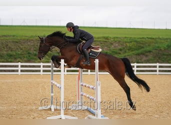 Hannoveraner, Stute, 5 Jahre, 172 cm, Brauner