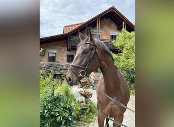 Hannoveraner, Stute, 5 Jahre, 172 cm, Brauner