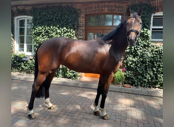 Hannoveraner, Stute, 5 Jahre, 172 cm, Brauner