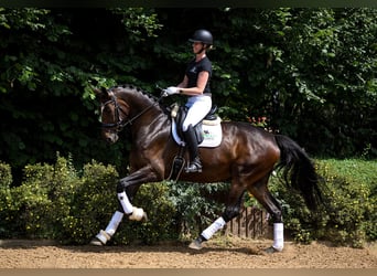 Hannoveraner, Stute, 5 Jahre, 172 cm, Dunkelbrauner