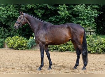 Hannoveraner, Stute, 5 Jahre, 172 cm, Dunkelbrauner