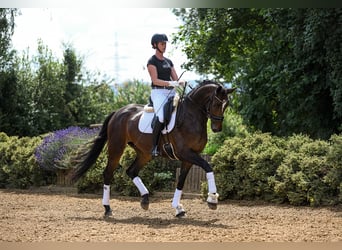 Hannoveraner, Stute, 5 Jahre, 172 cm, Dunkelbrauner