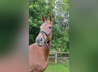 Hannoveraner, Stute, 5 Jahre, 172 cm, Fuchs