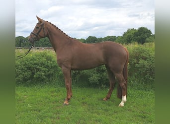 Hannoveraner, Stute, 5 Jahre, 172 cm, Fuchs
