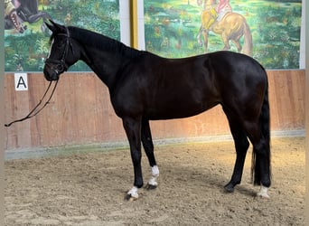 Hannoveraner, Stute, 5 Jahre, 172 cm, Rappe