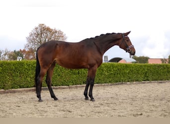 Hannoveraner, Stute, 5 Jahre, 173 cm, Brauner