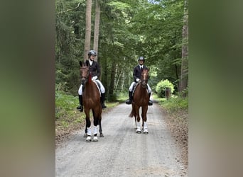 Hannoveraner, Stute, 5 Jahre, 173 cm, Brauner