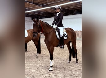Hannoveraner, Stute, 5 Jahre, 173 cm, Brauner