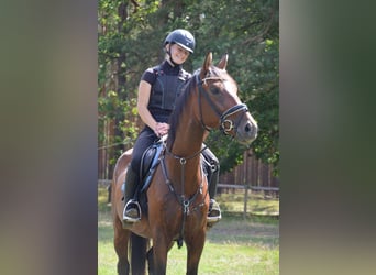 Hannoveraner, Stute, 5 Jahre, 173 cm, Brauner