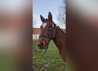 Hannoveraner, Stute, 5 Jahre, 173 cm, Brauner