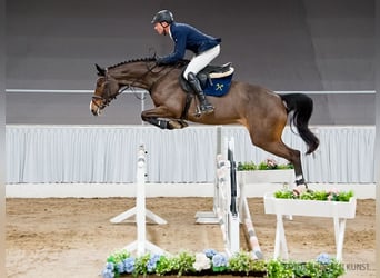 Hannoveraner, Stute, 5 Jahre, 173 cm, Brauner