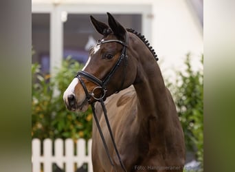 Hannoveraner, Stute, 5 Jahre, 173 cm, Brauner