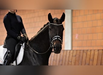 Hannoveraner, Stute, 5 Jahre, 173 cm, Dunkelbrauner