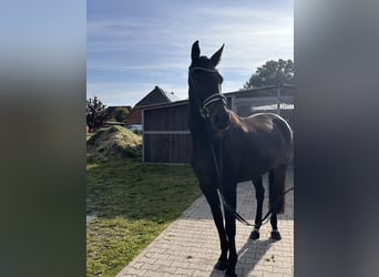 Hannoveraner, Stute, 5 Jahre, 173 cm, Dunkelbrauner
