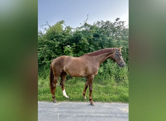 Hannoveraner, Stute, 5 Jahre, 173 cm, Dunkelfuchs