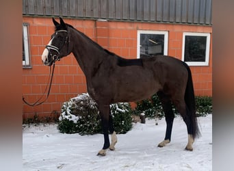 Hannoveraner, Stute, 5 Jahre, 173 cm, Rappe