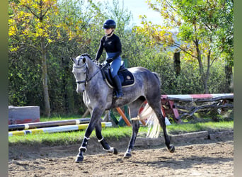 Hannoveraner, Stute, 5 Jahre, 173 cm, Schimmel