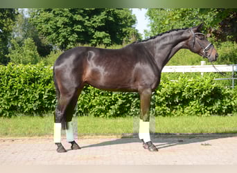 Hannoveraner, Stute, 5 Jahre, 173 cm, Schwarzbrauner