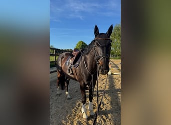 Hannoveraner, Stute, 5 Jahre, 173 cm