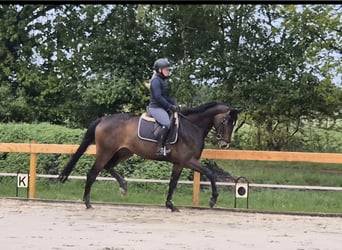 Hannoveraner, Stute, 5 Jahre, 174 cm, Brauner