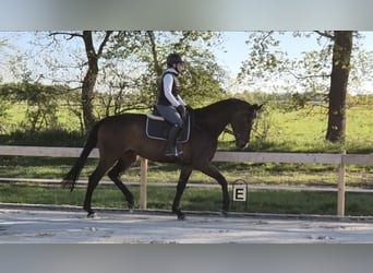 Hannoveraner, Stute, 5 Jahre, 174 cm, Brauner