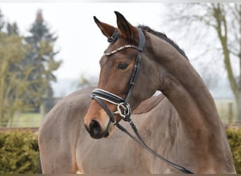 Hannoveraner, Stute, 5 Jahre, 174 cm, Brauner